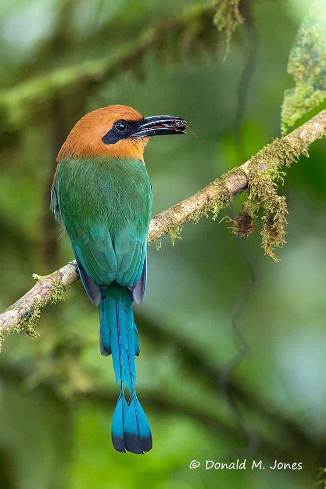 Bload-billed-Motmot-0100D