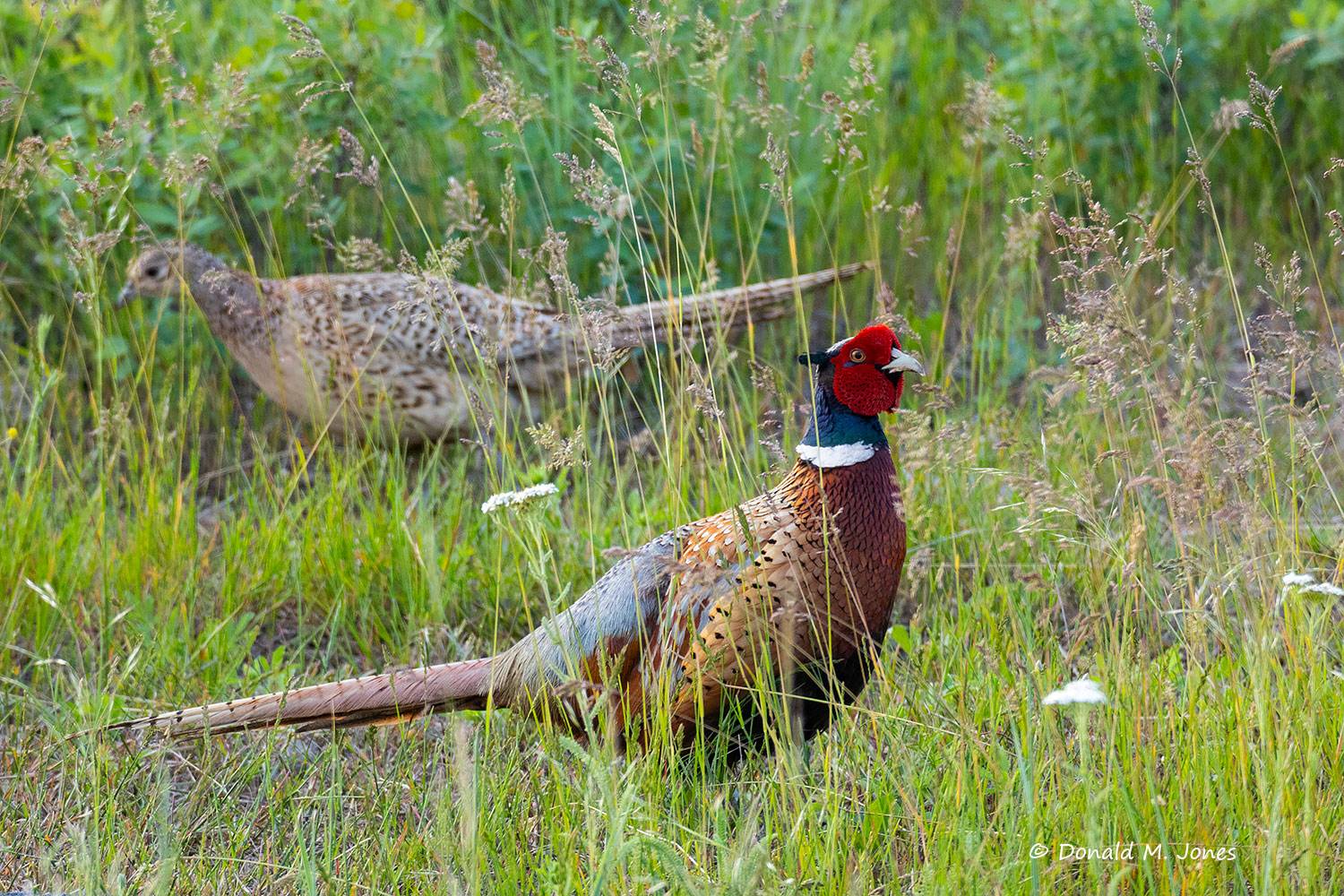 Ring-necked Pheasant