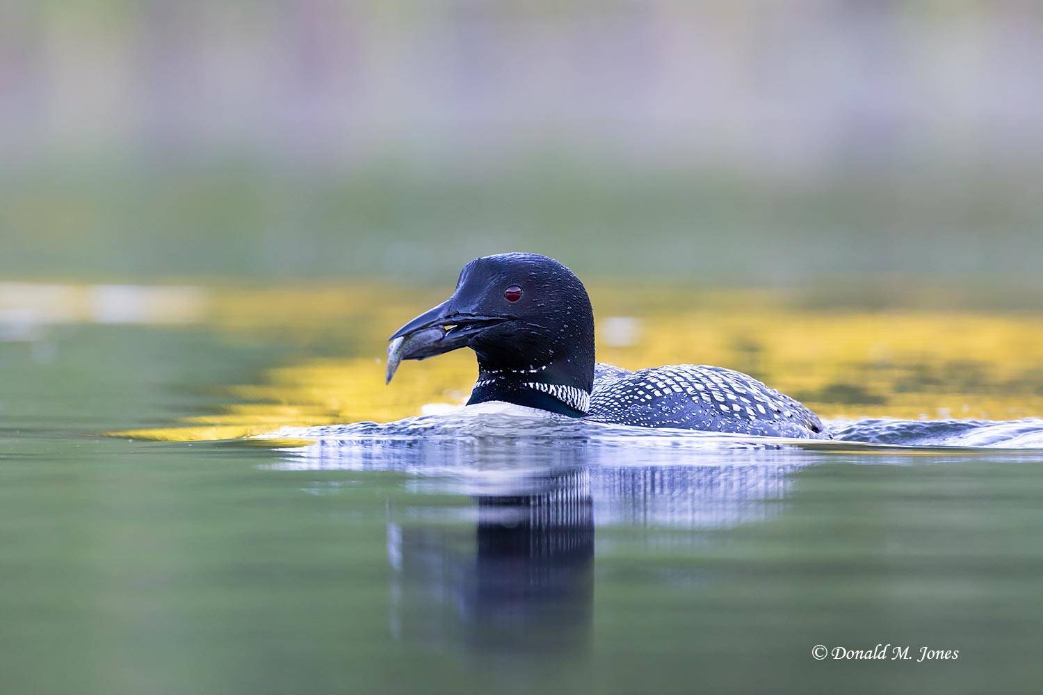Common-Loon5105D