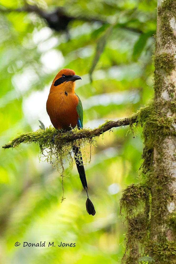 Rufus-Motmot0121D