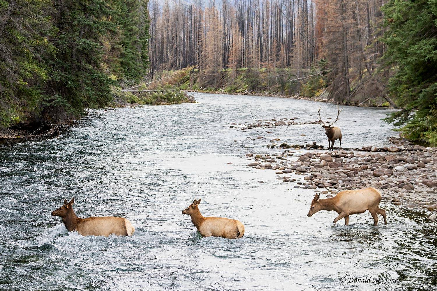 Elk-(Rocky-Mtn)31445D