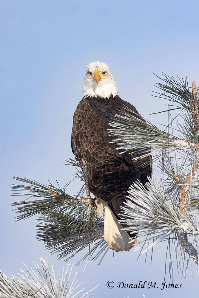 Bald Eagle