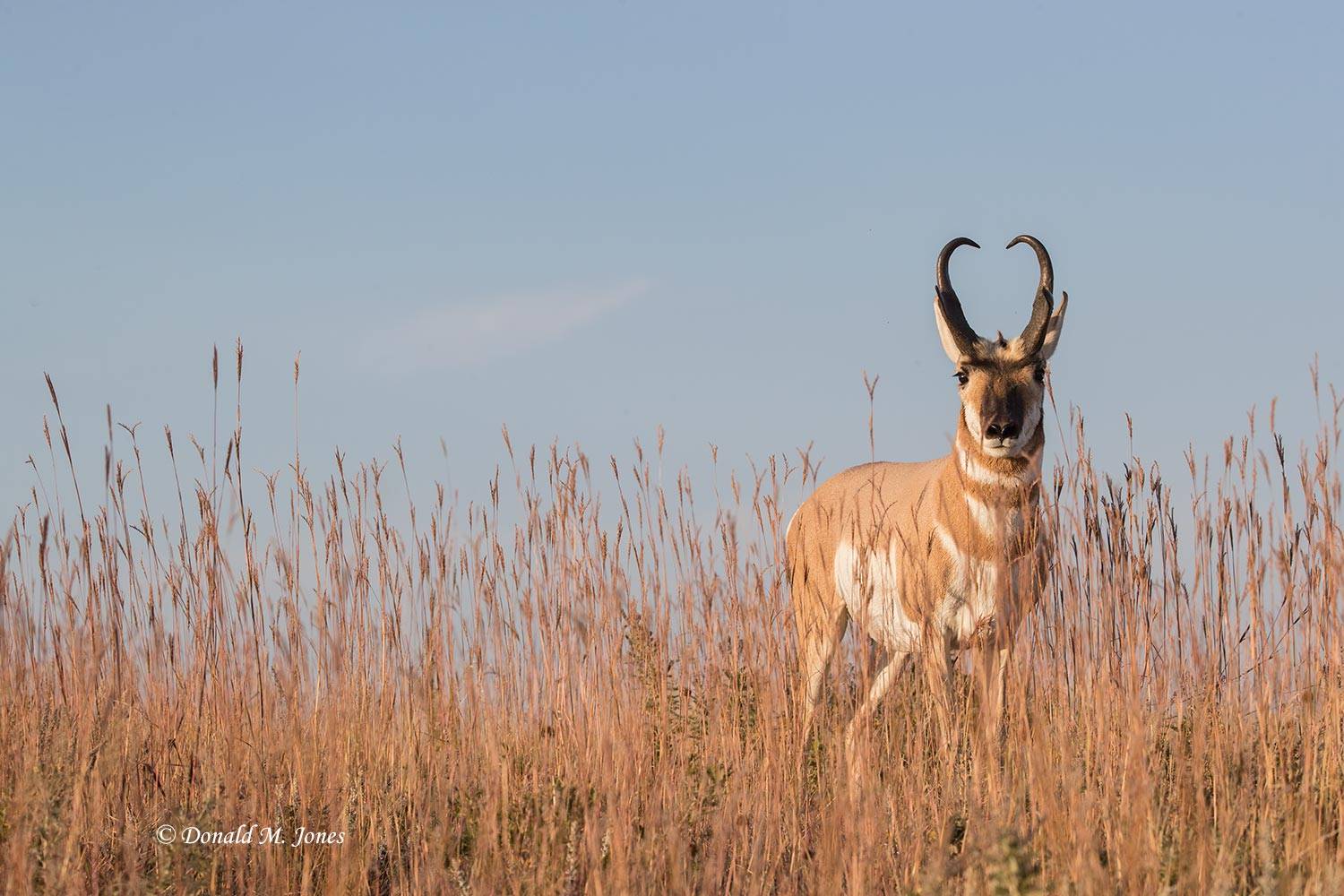 Pronghorn-Antelope05442D