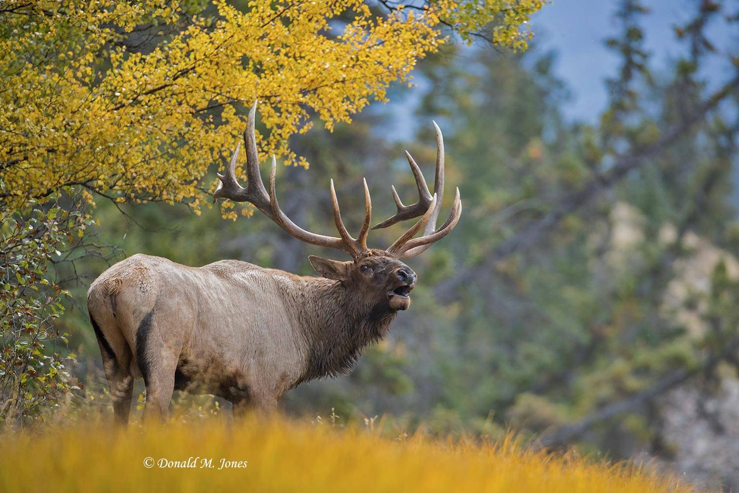 Elk-(Rocky-Mtn)24391D