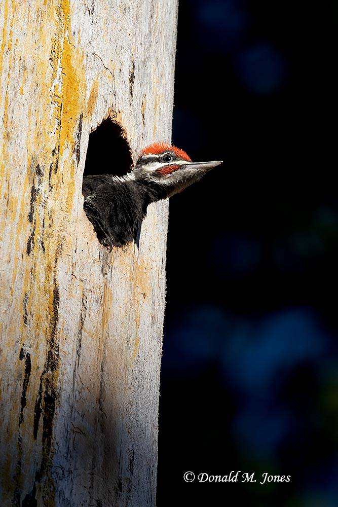 Pileated Woodpecker Chick