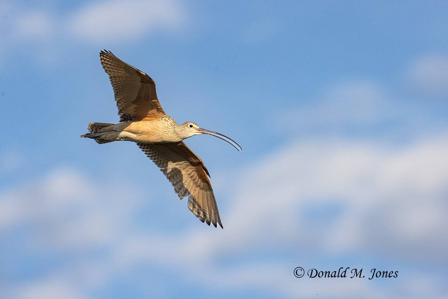 Long-billed Curlew