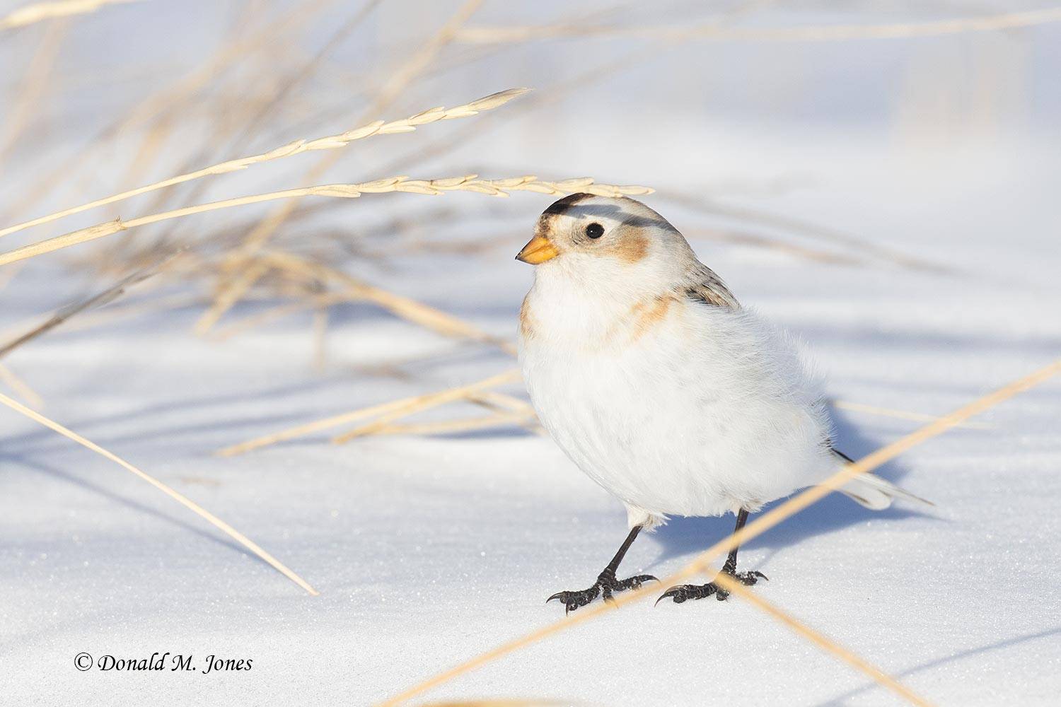 Snow-Bunting0041D