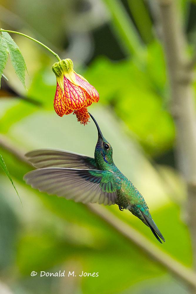Sparkling-Violetear0109D