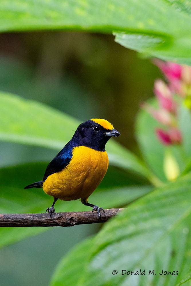 Orange-bellied-Euphonia0100D