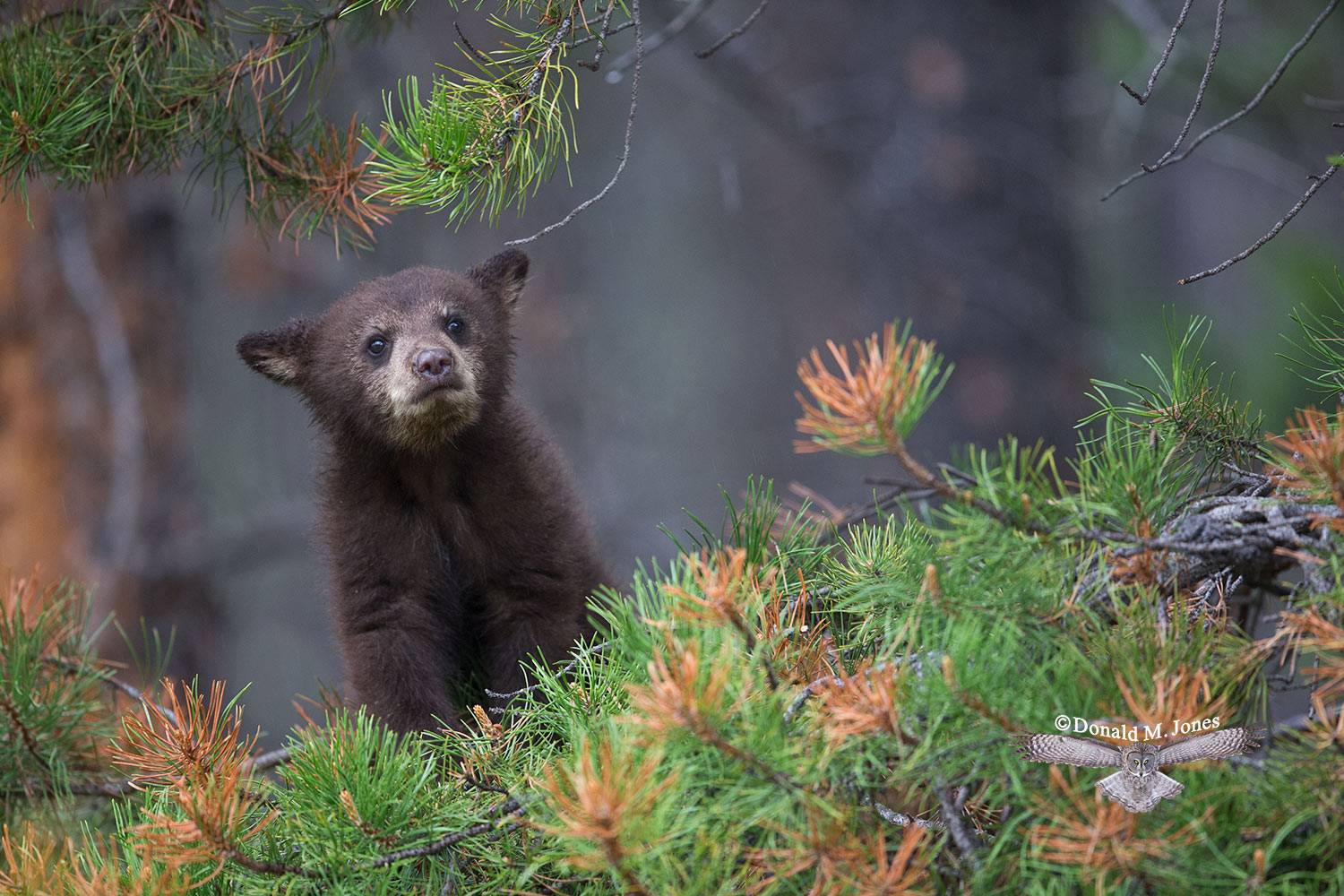 Black Bear - Donald M. Jones