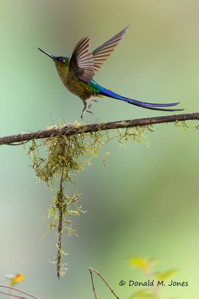 Violet-tailed-Sylph0147D