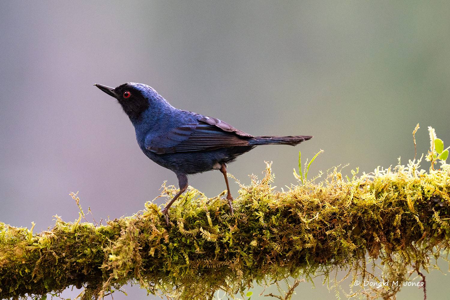 Masked-Flowerpiercer0101D