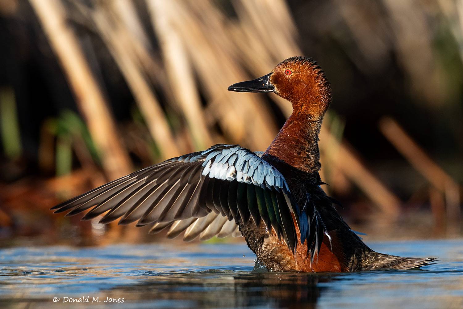 Cinnamon-Teal0200D