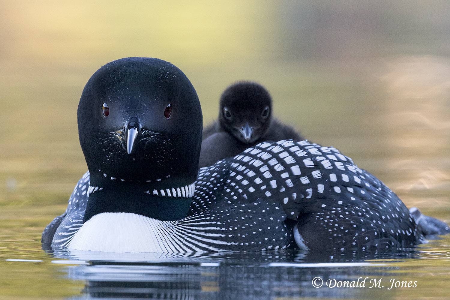 Common-Loon4369D