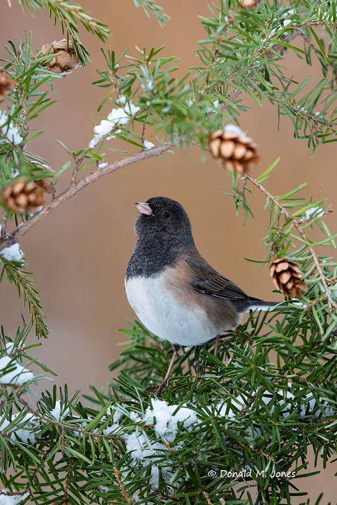 Dark-eyed-Junco1303D