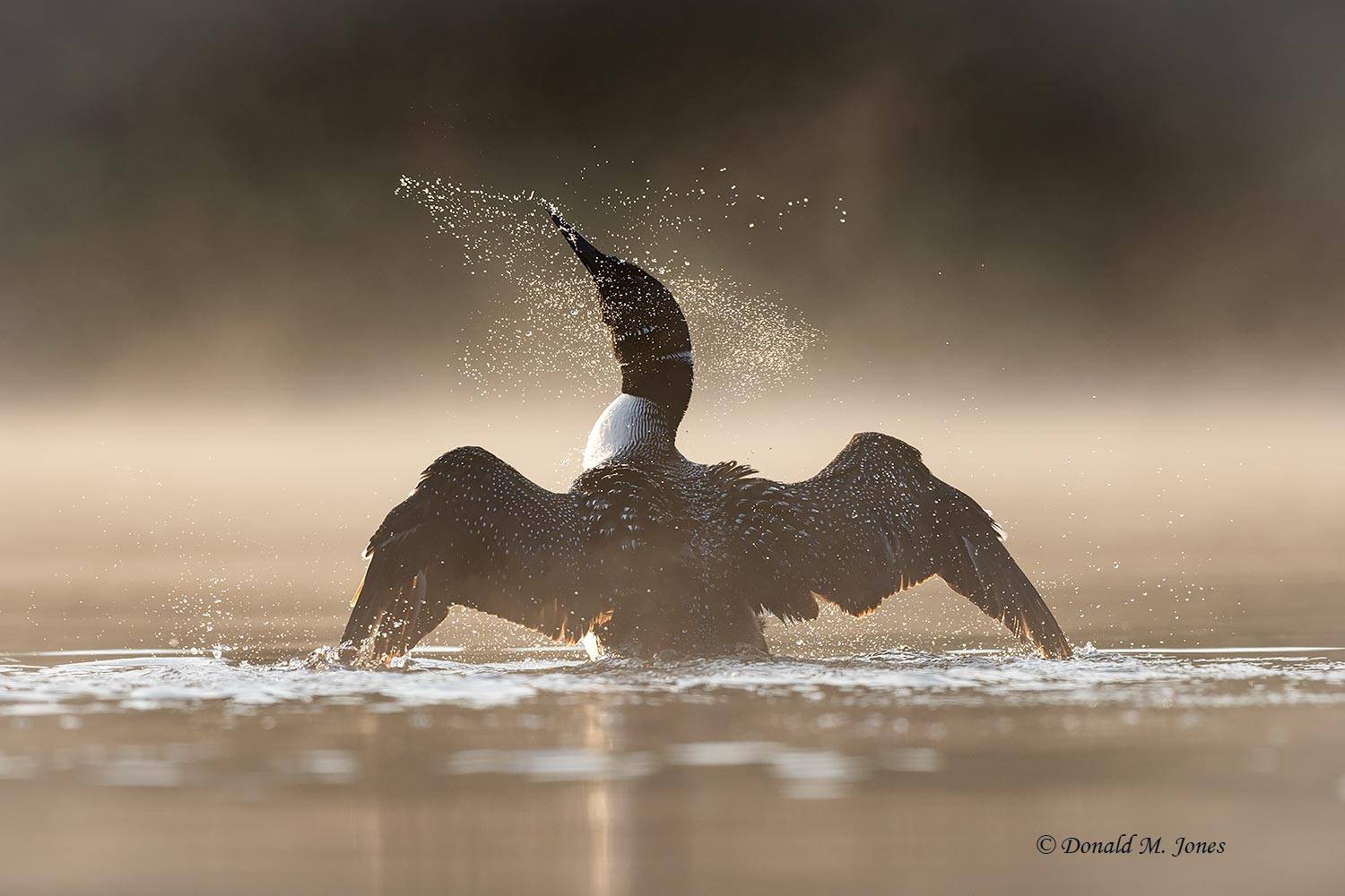 Common-Loon5189D