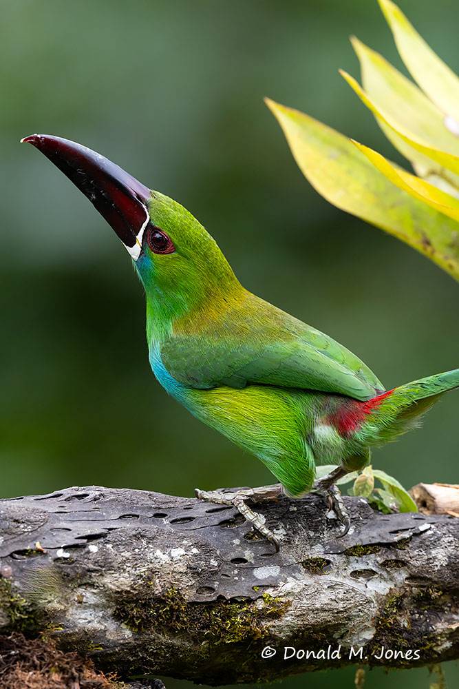 Crimson-rumped-Toucanet0114D