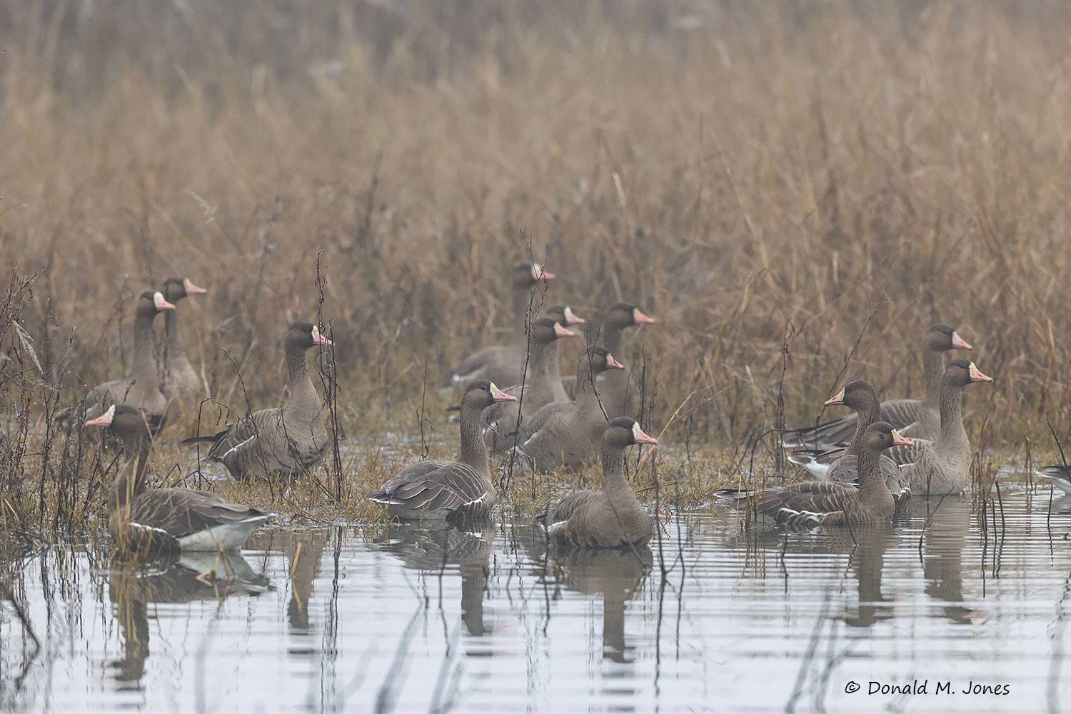 Greater-White-fronted-Goose0384D