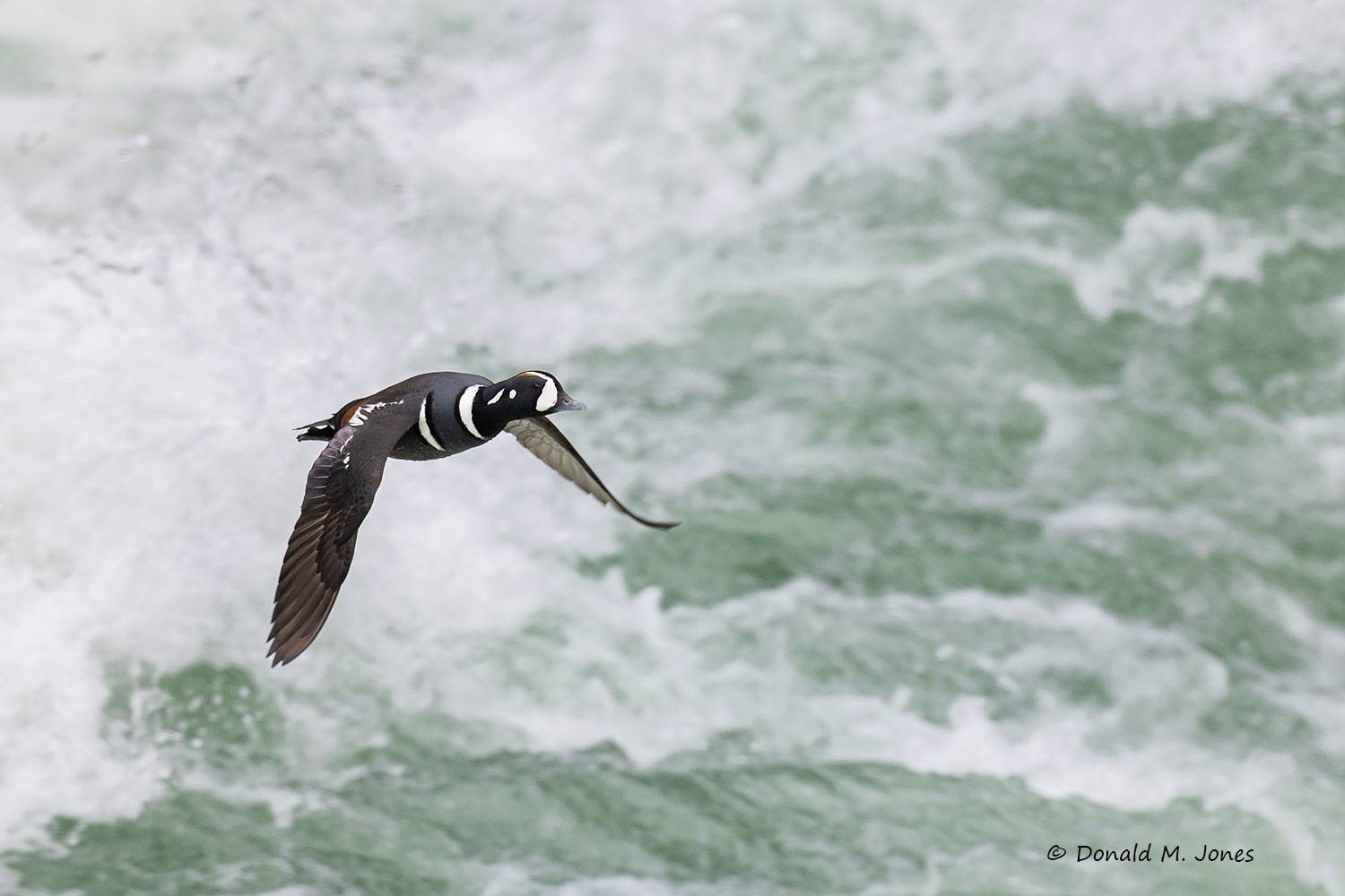 May 10 - Harlequin Duck in flight up McDonald Creek, Glacier NP