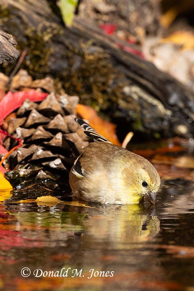 American-Goldfinch0329D