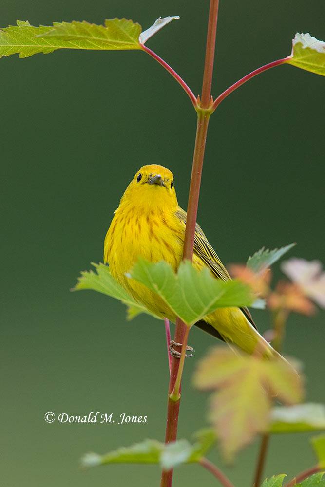 Yellow-Warbler0167D