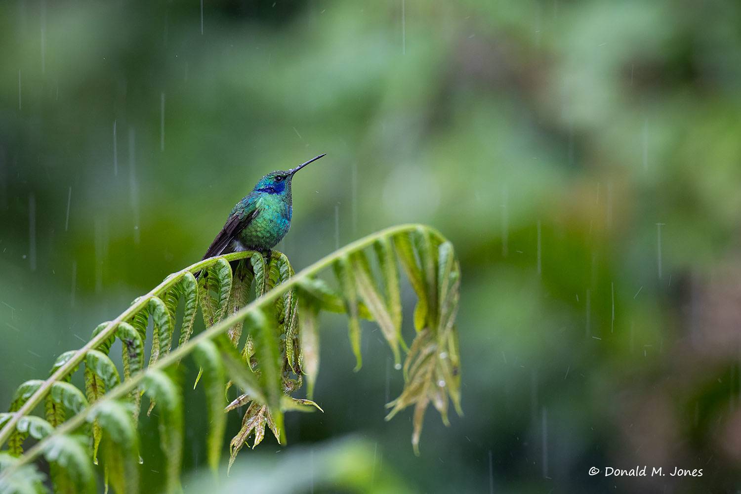 Lesser-Violetear0103D