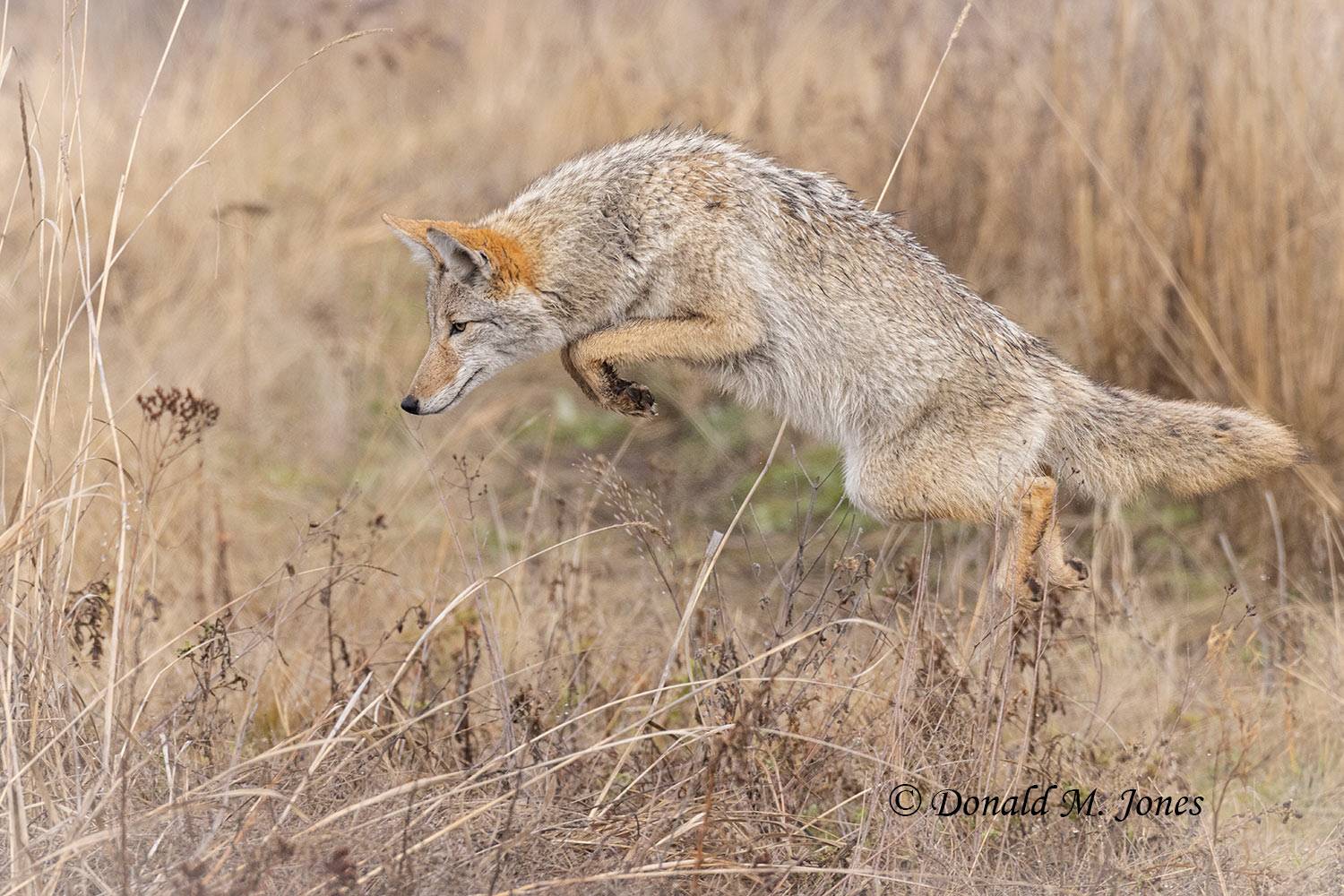 Coyote mousing