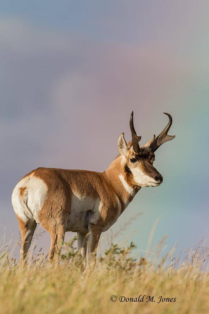 Pronghorn-Antelope05149D
