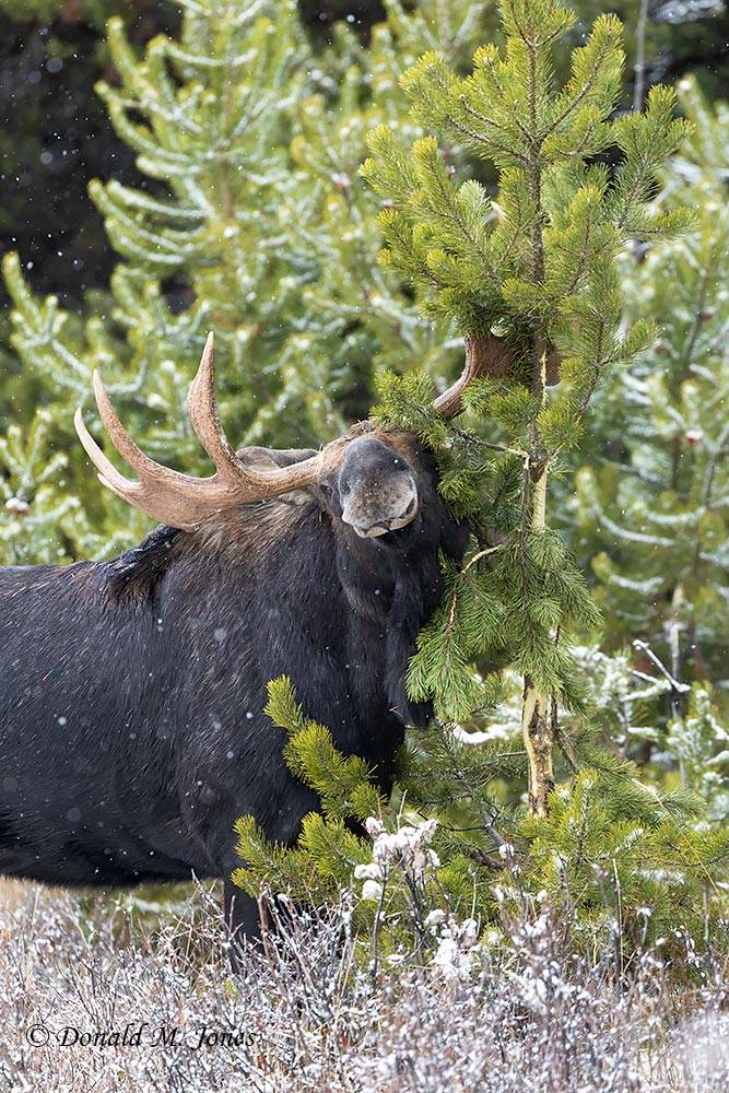 Bull Moose