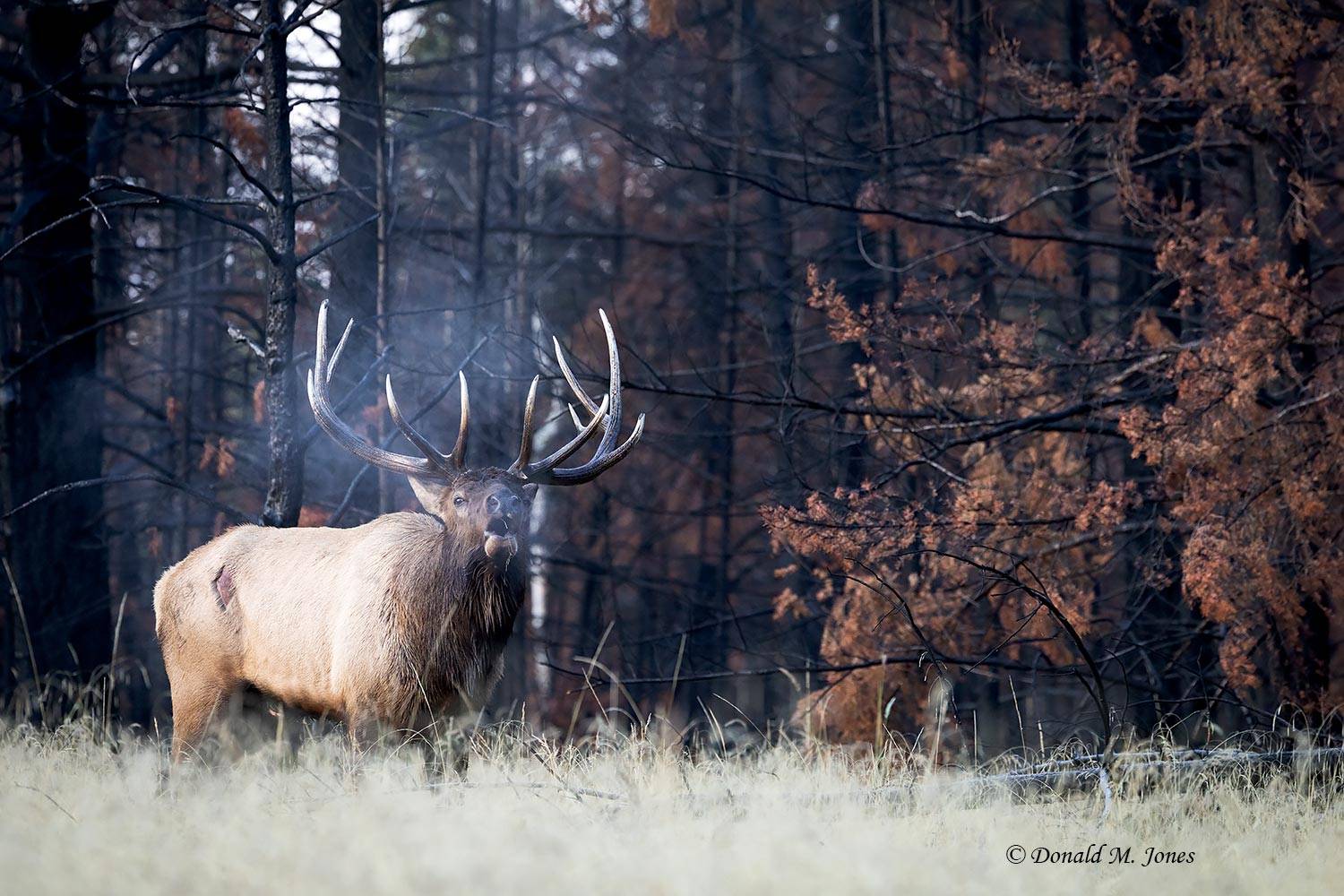 Elk-(Rocky-Mtn)31433D