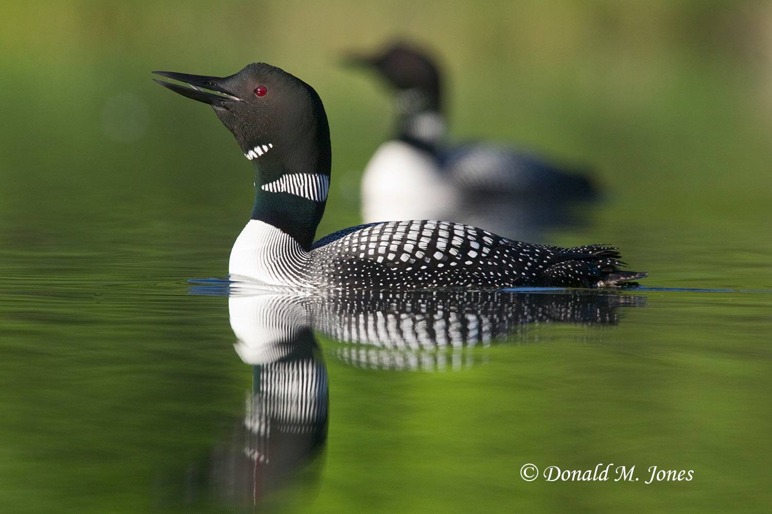Common-Loon0626D