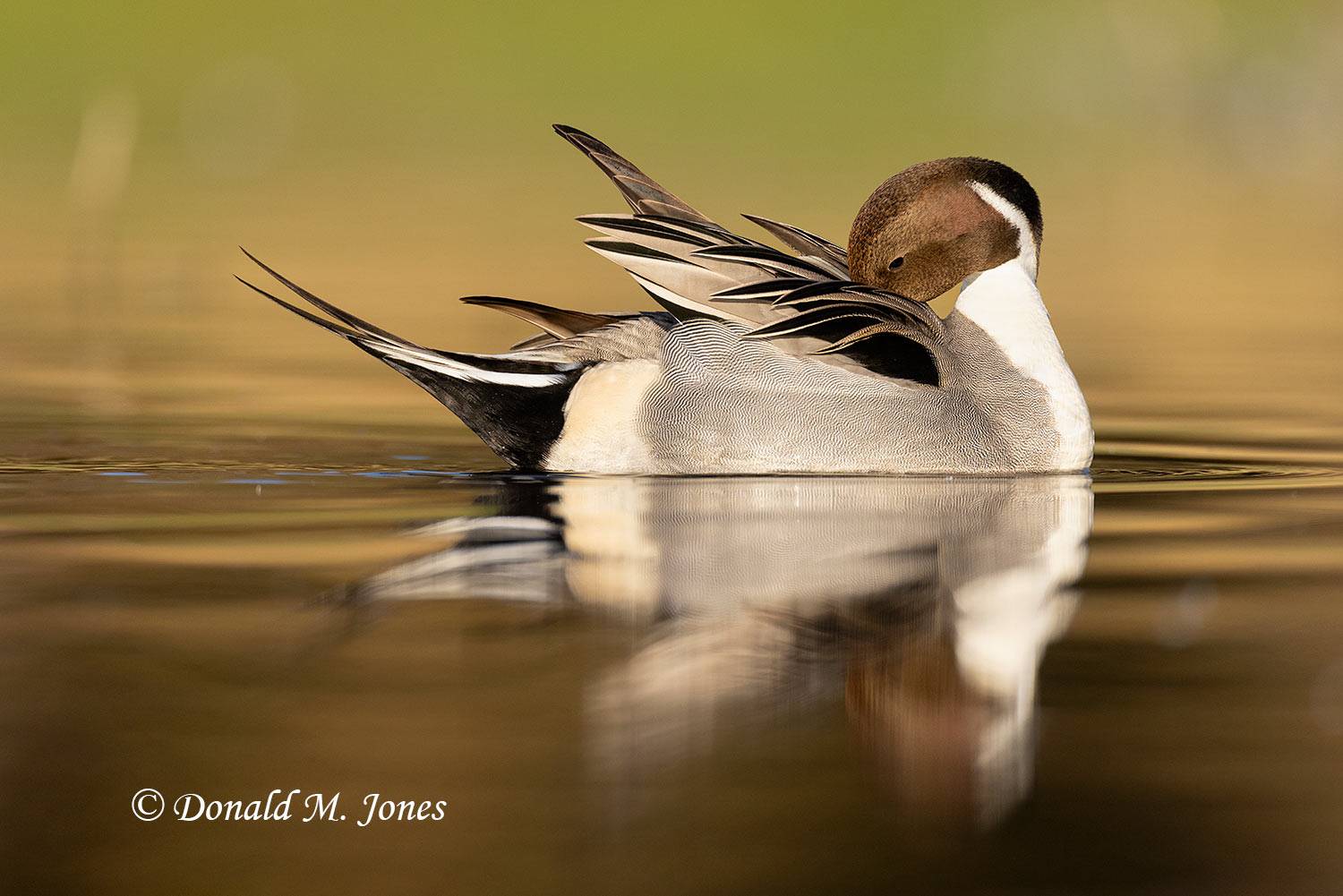 Northern-Pintail3267D