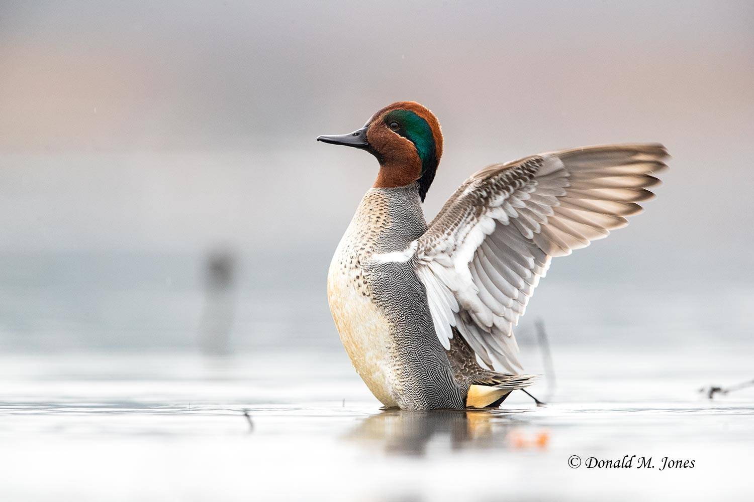 Green-wing-Teal0298D