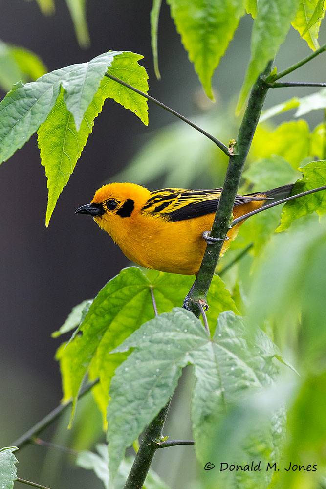 Golden-Tanager0102D