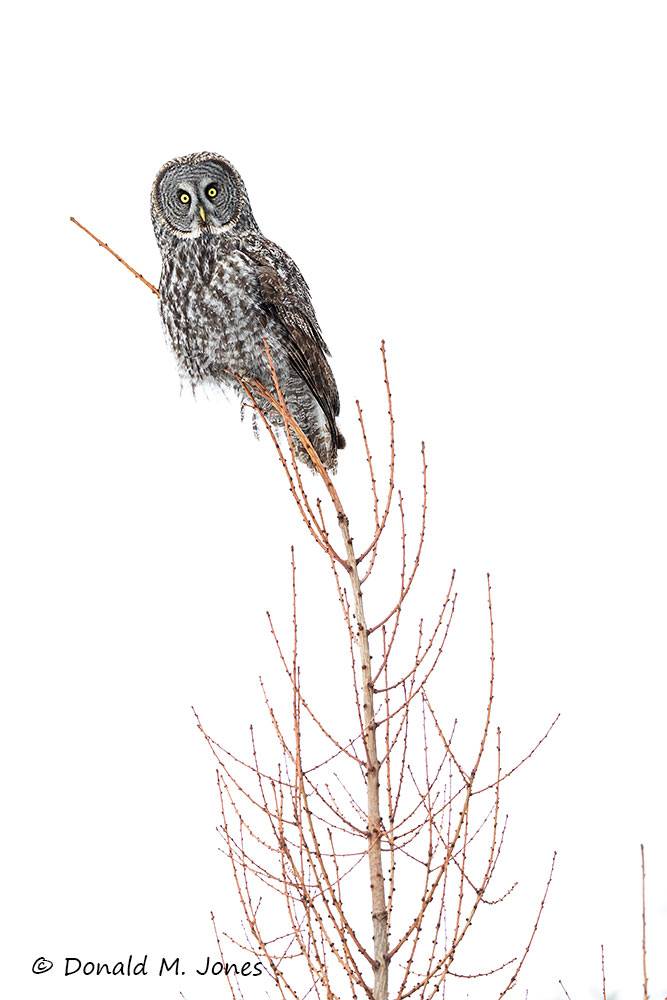 Great-Gray-Owl1582D