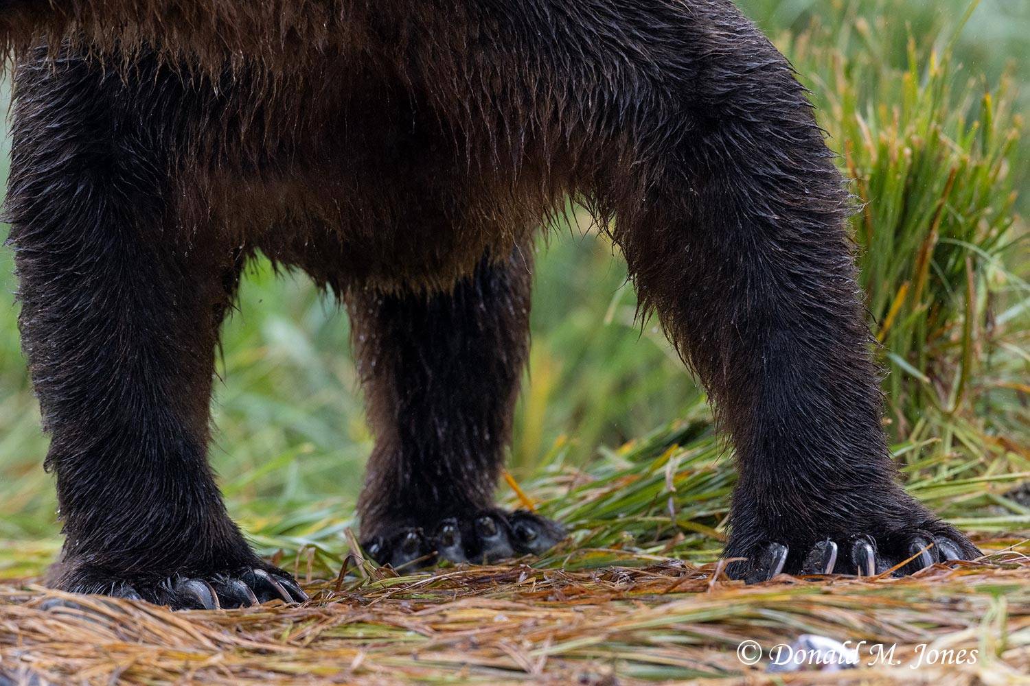 Feet of a very large male Brown Bear.