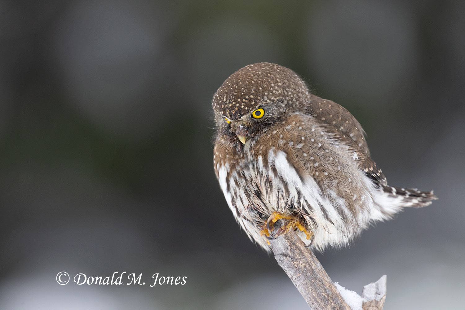 Northern-Pygmy-Owl0893D