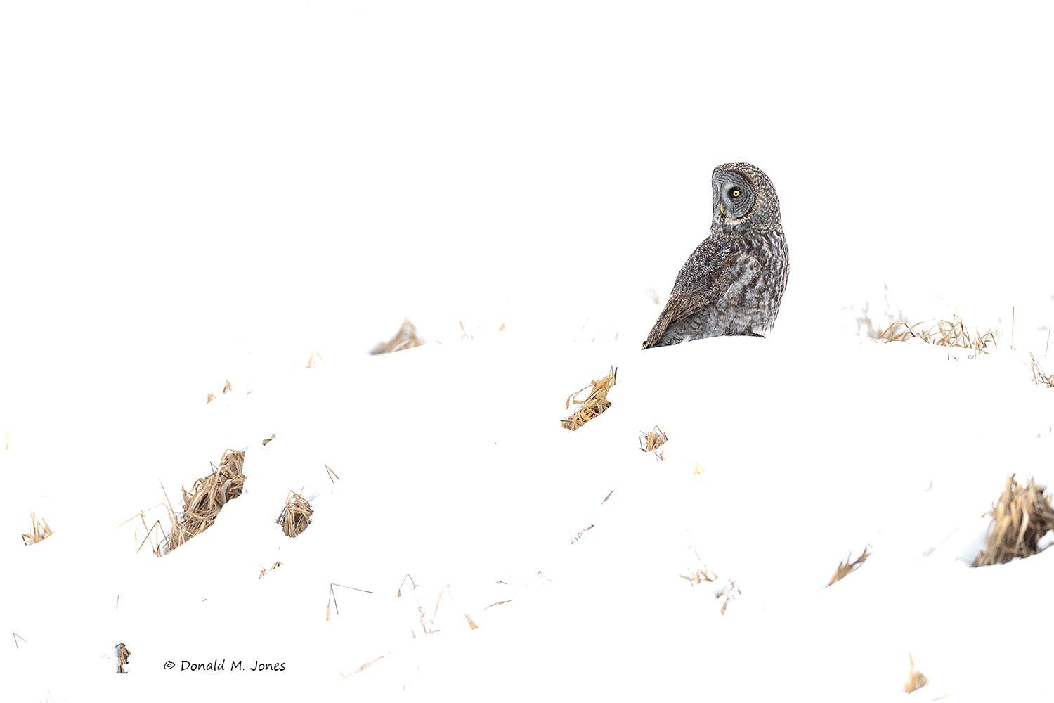 Great-Gray-Owl1573D