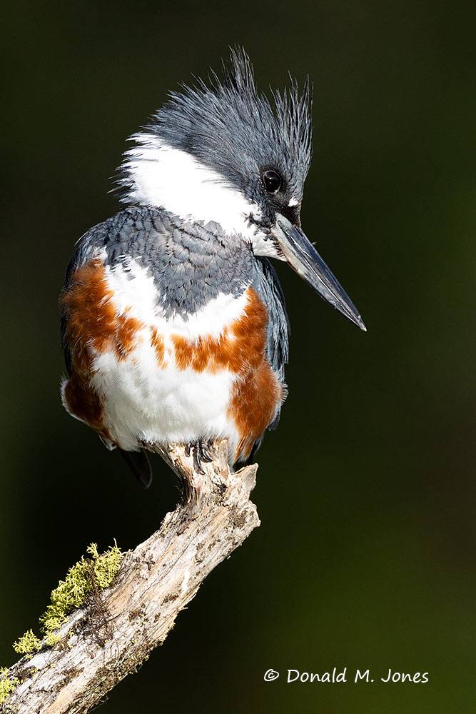 Belted-Kingfisher0870D