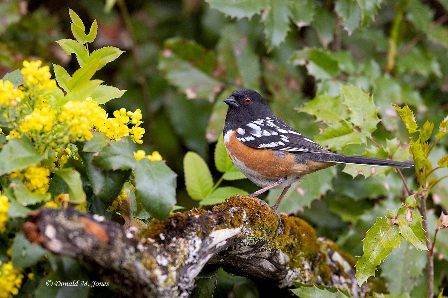 May 4 Spotted Towhee and flowering Oregon Grape.jpg