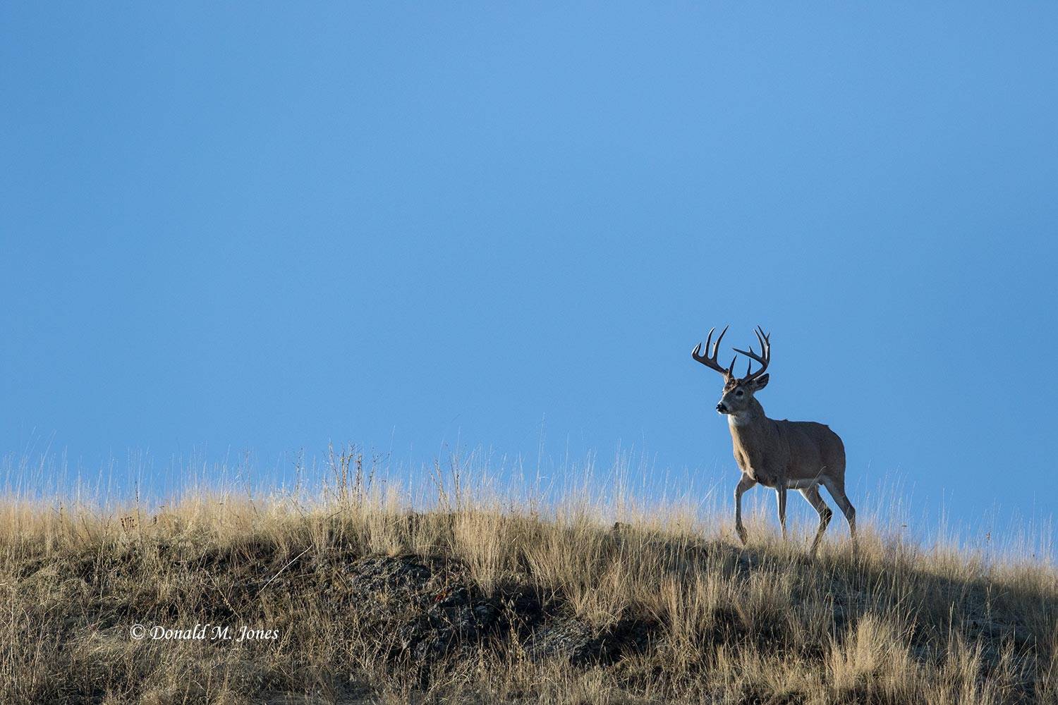 Whitetail-Deer56995D