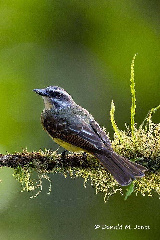 Golden-bellied-Flycatcher0105D