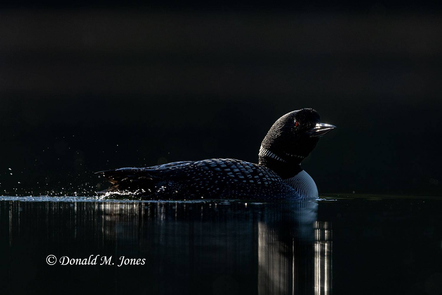 Common-Loon3324D