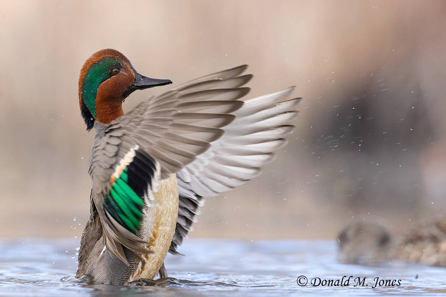 Green-wing-Teal0496D