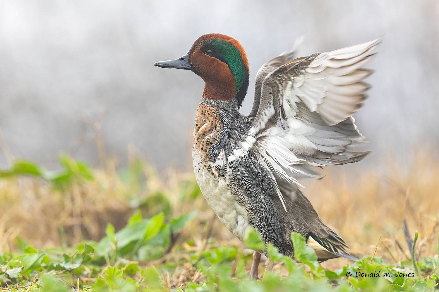 Green-wing-Teal0559D