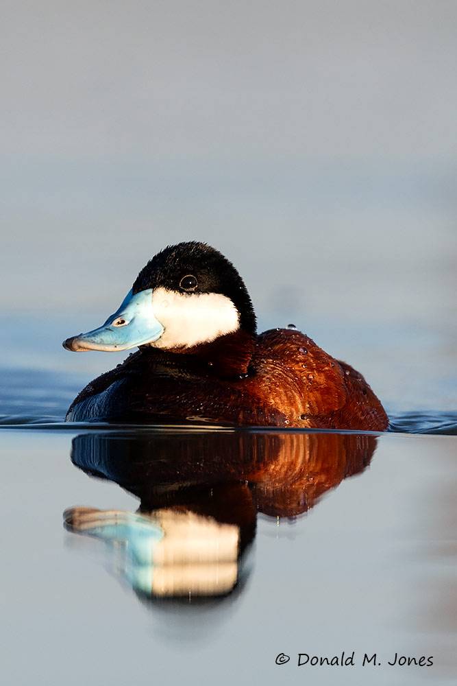 Rudy-Duck0264D