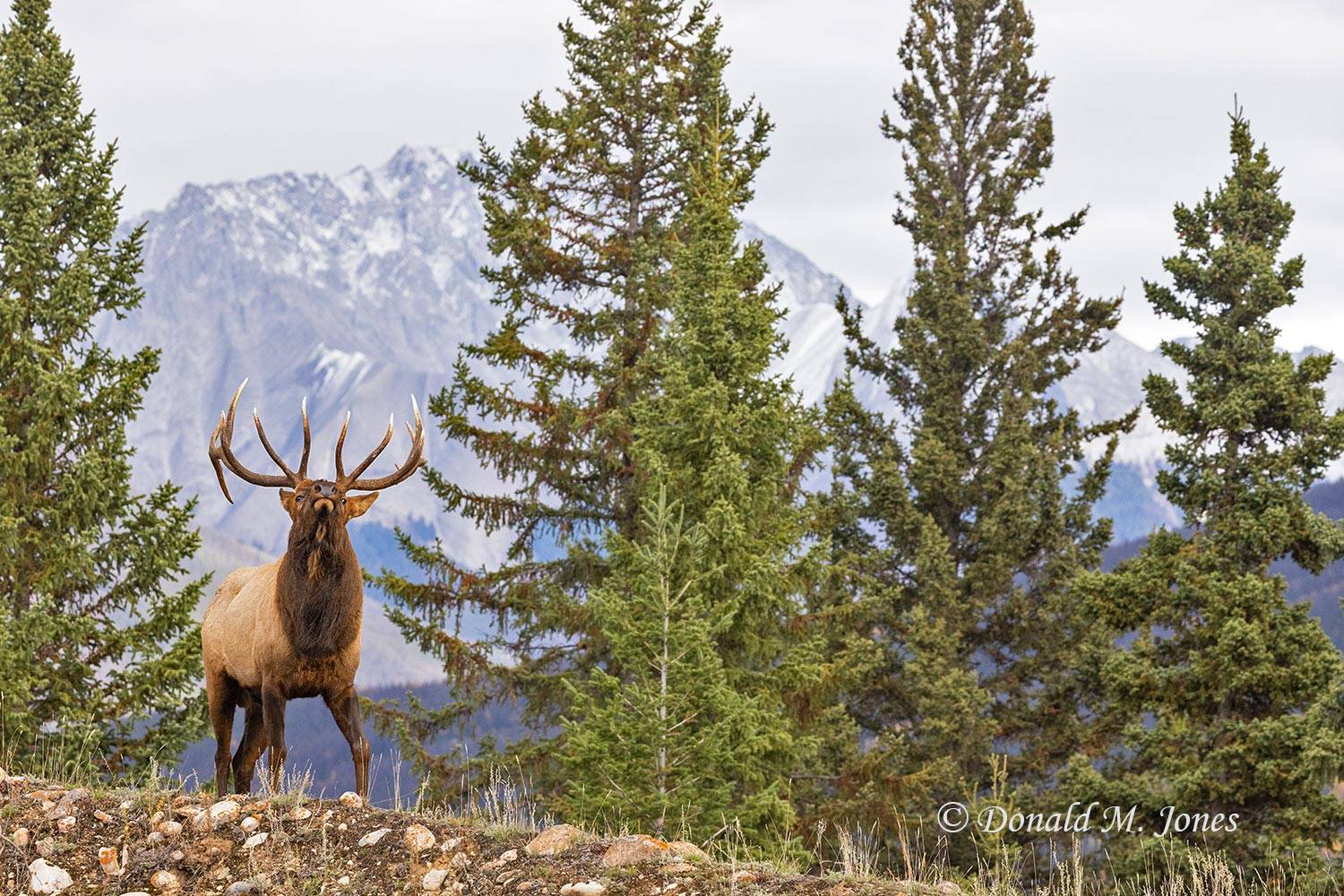 Elk-(Rocky-Mtn)28842D
