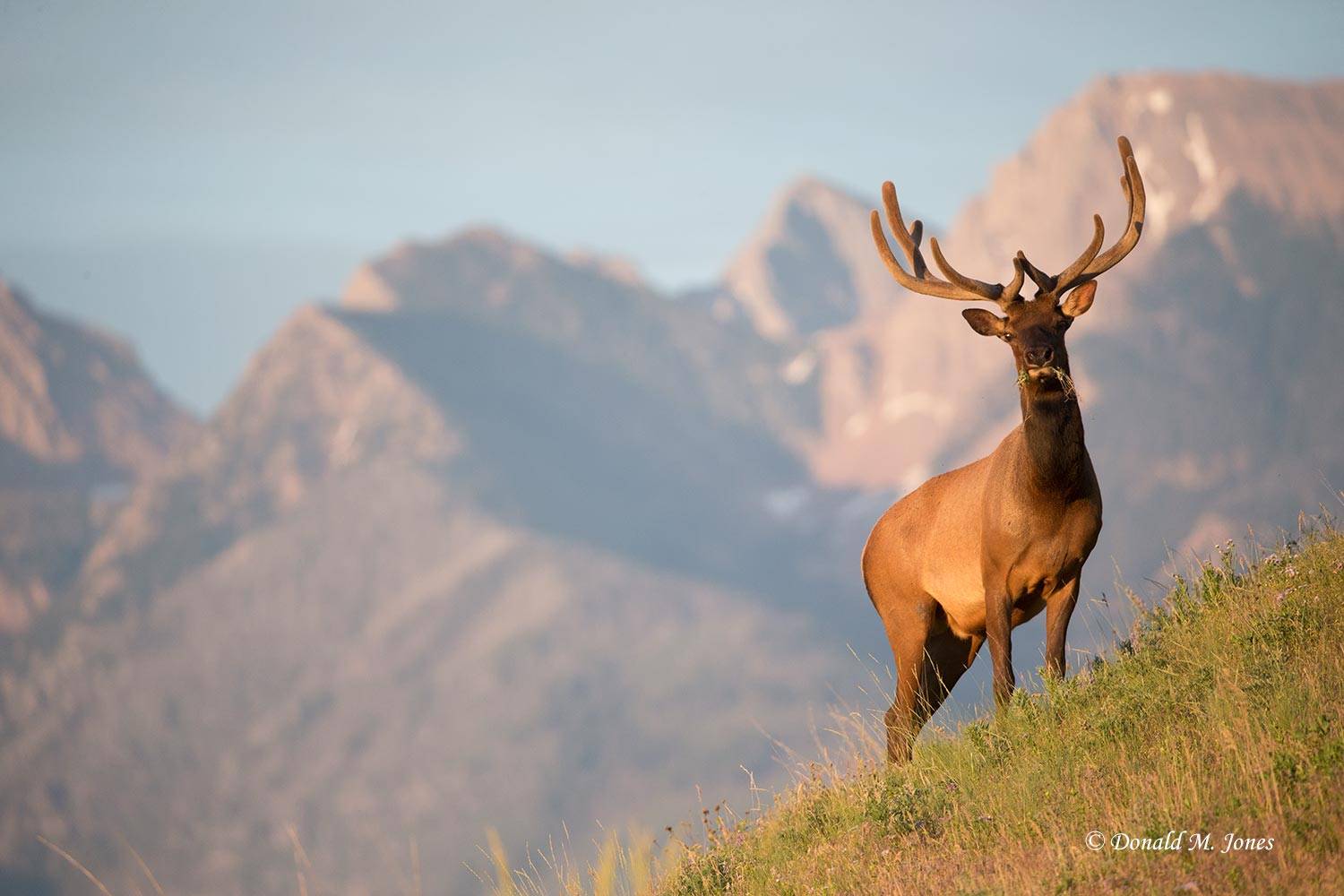 Elk-(Rocky-Mtn)21669D