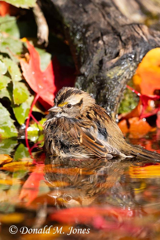 White-throated-Sparrow0263D