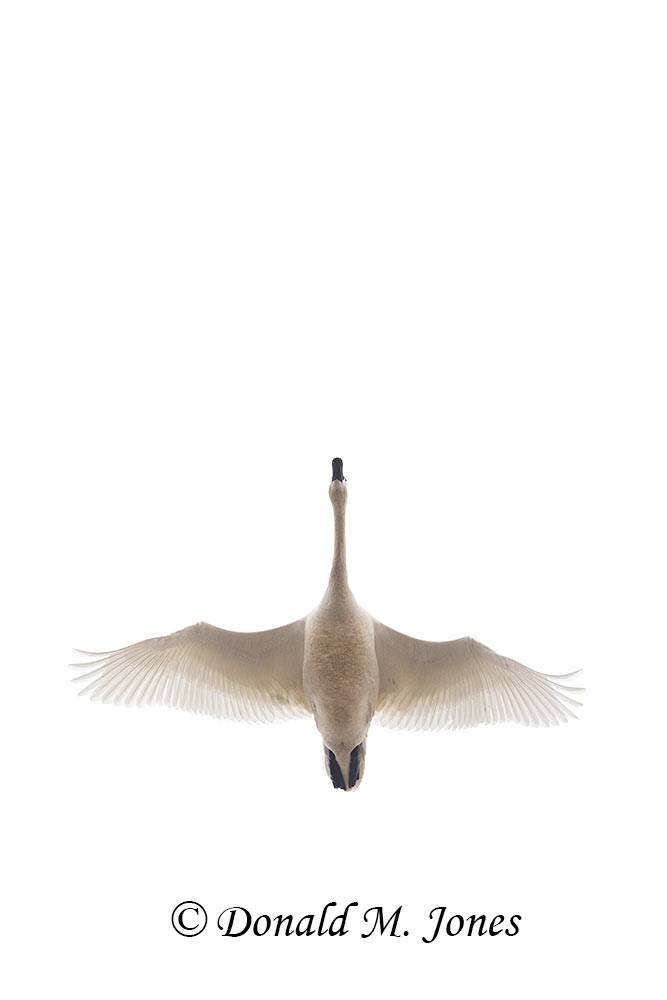 Tundra-Swan0523D